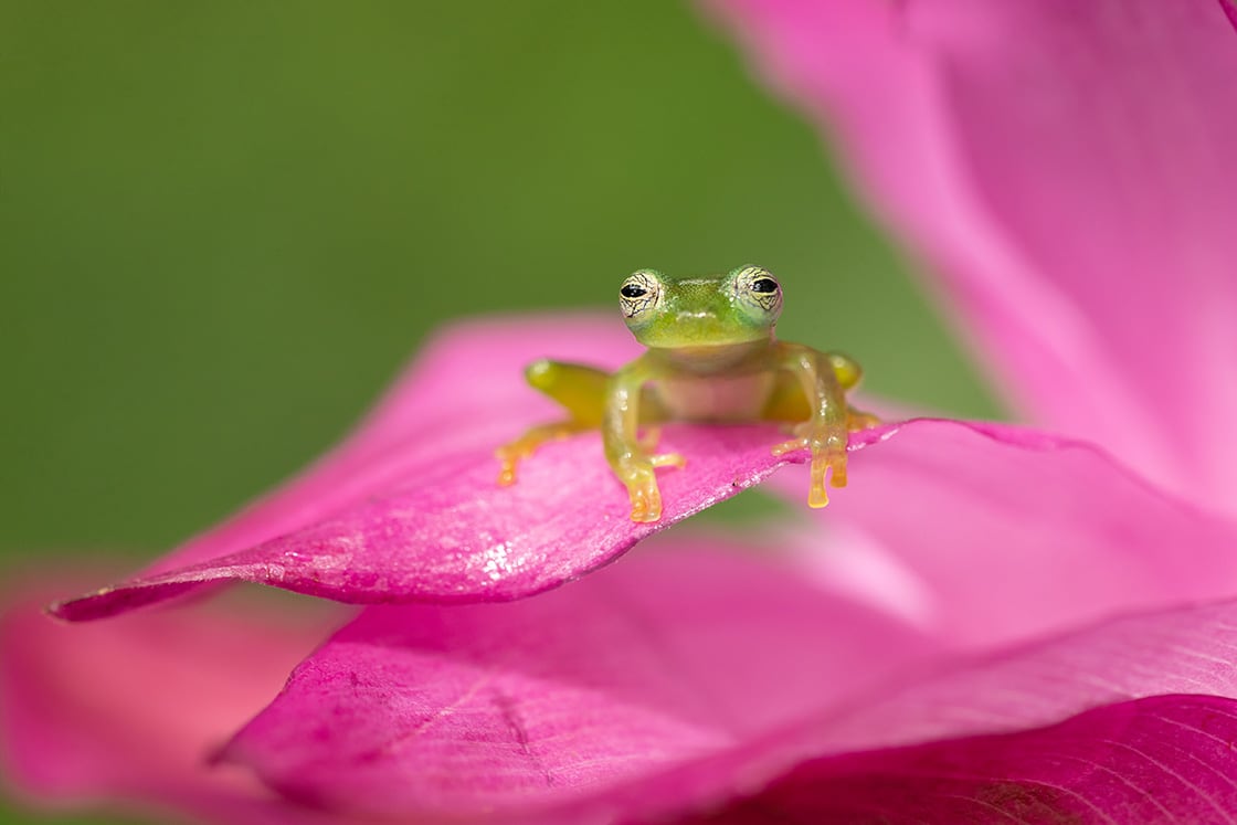 Centrolene Prosoblepon Is A Species Of Frog