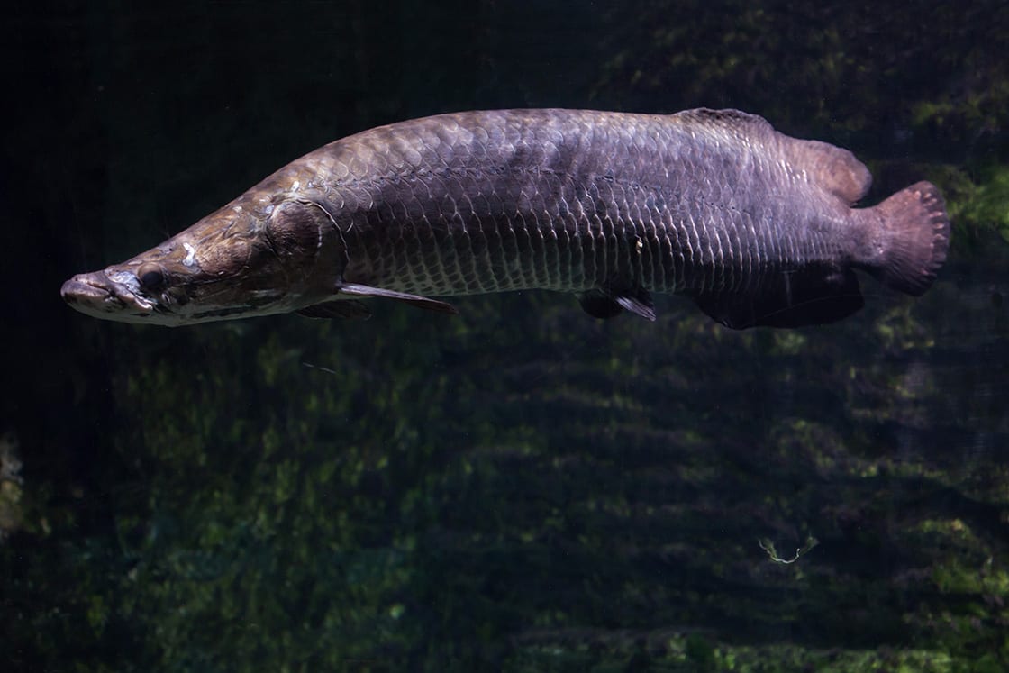 Arapaima Also Known As The Piracuru In Brazil