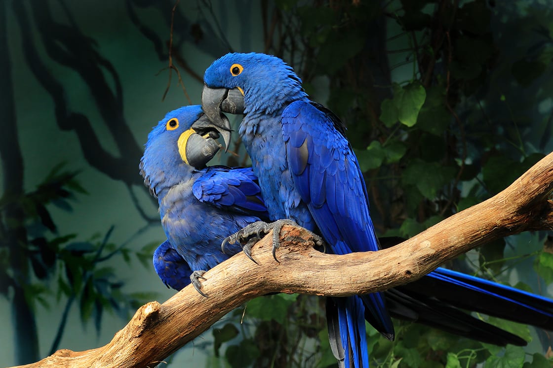 Pair Of Blue Hyacinth Macaw Perched On A Branch