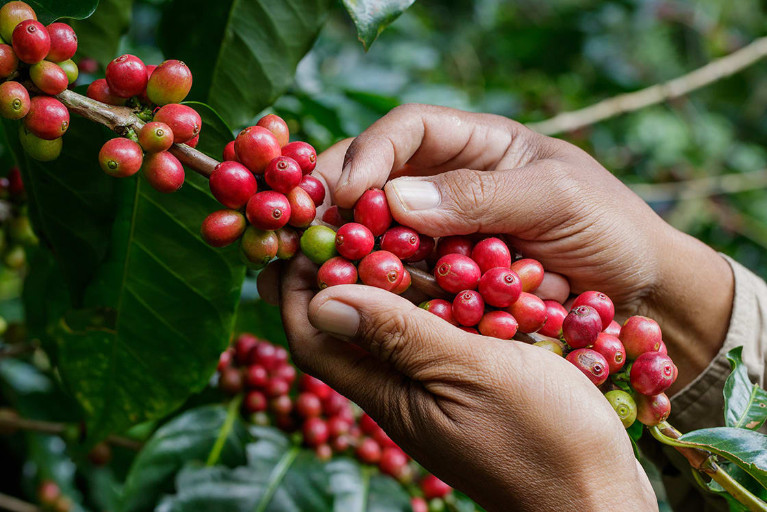 Harvesting Coffee Berries By Agriculturist Hands