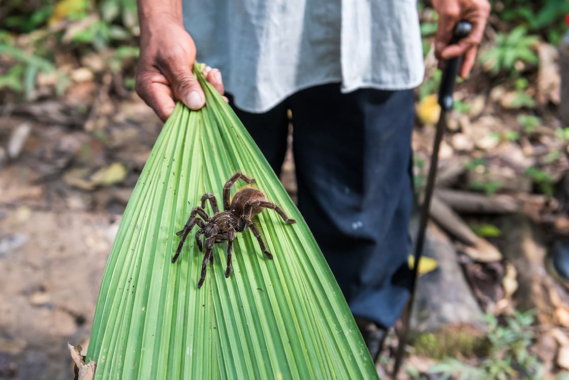 Amazon Tarantula On Leaf In The Jungle 