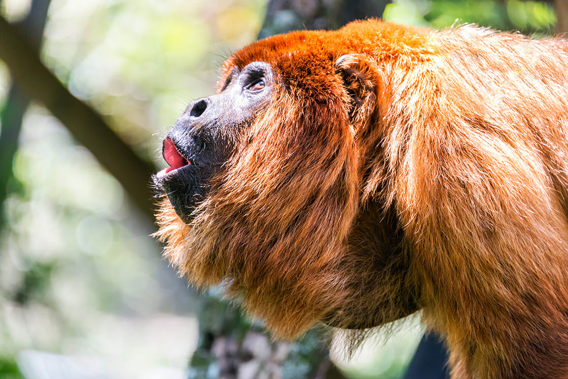 Alpha Male Of A Red Howler Monkey