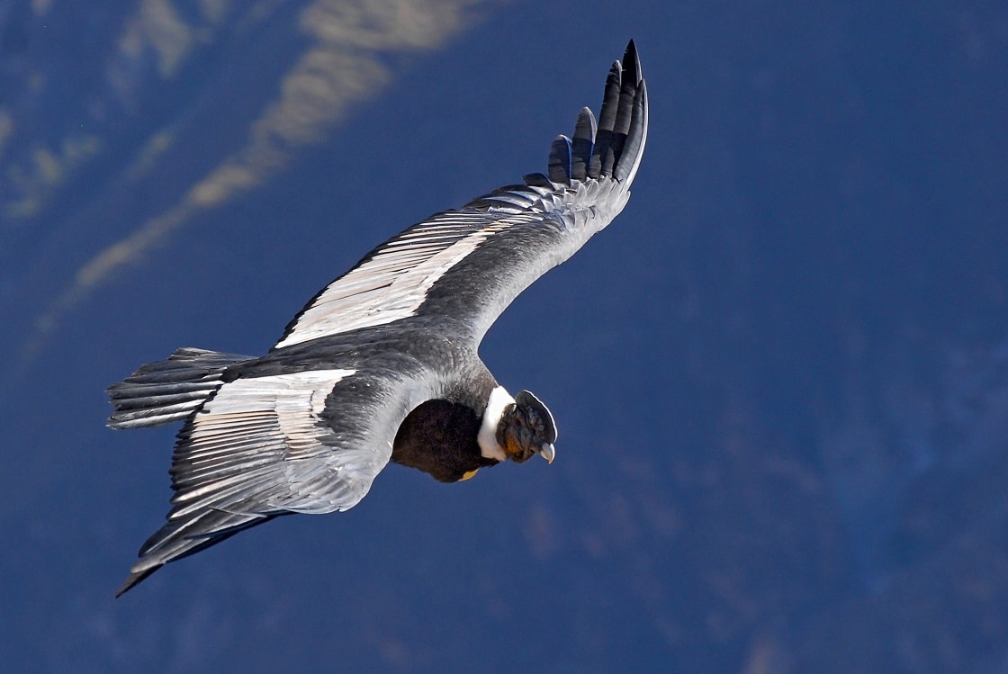 The Andean Condor (vultur Gryphus)