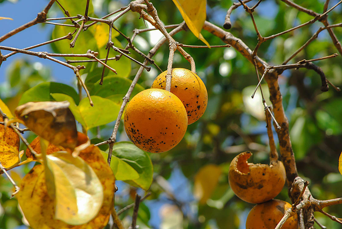 Strychnos Nux-blanda loganiaceae Yellow Fruit From Forest 