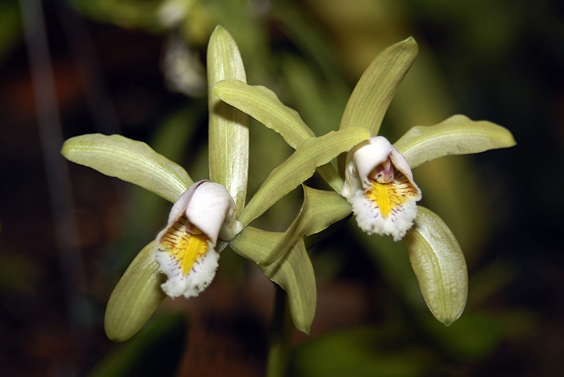 Cattleya Forbesii Orchideengewaechse Orchidaceae amazonas brasilien