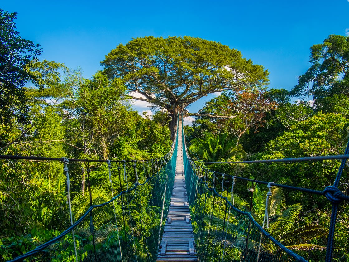 Canopy In Puerto Maldonado, Madre De Dios