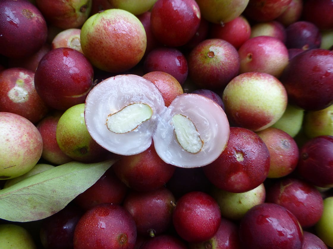 Myrciaria Dubia, Commonly Known As Camu Camu