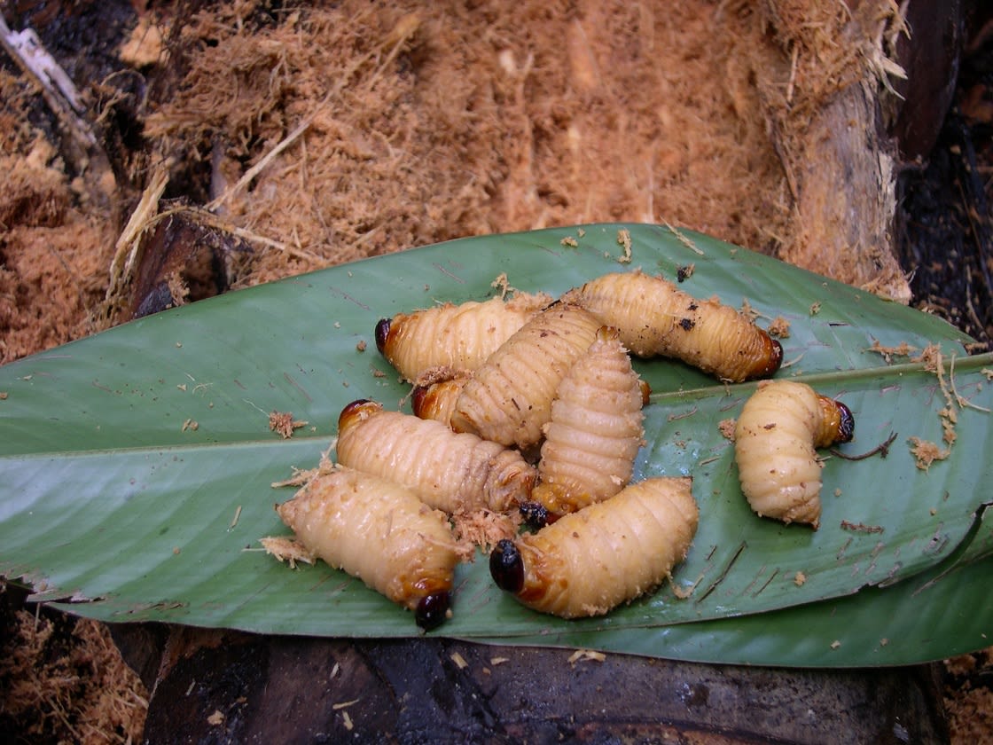 Suri, one of the most exotic dishes of the Amazon Jungle In Peru