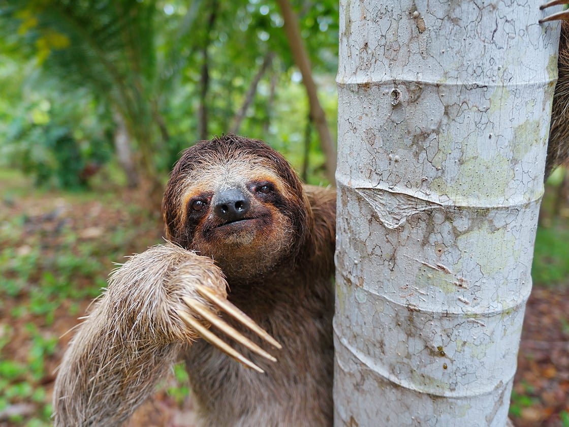 Portrait Of Brown three toed Sloth On A Tree