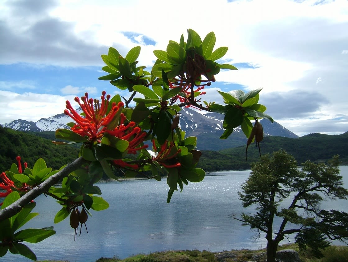 Notro Flower in Tierra del Fuego