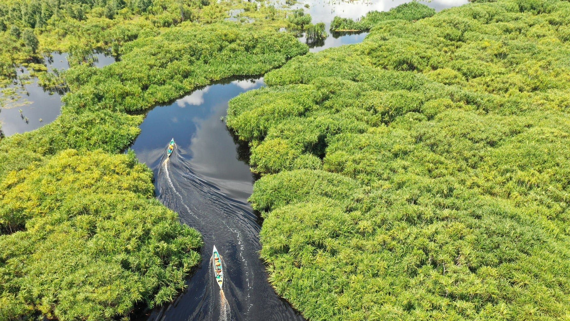 Amazon from above