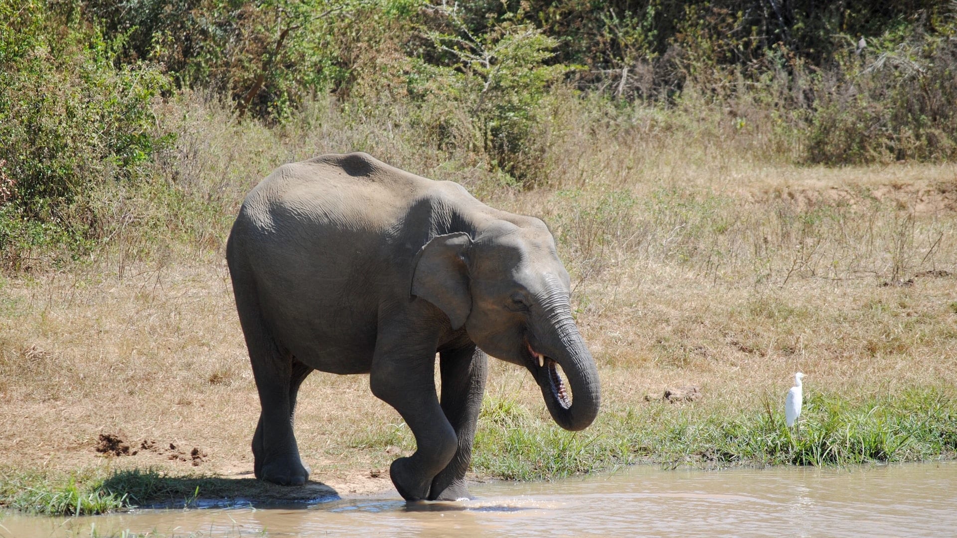 A baby elephant