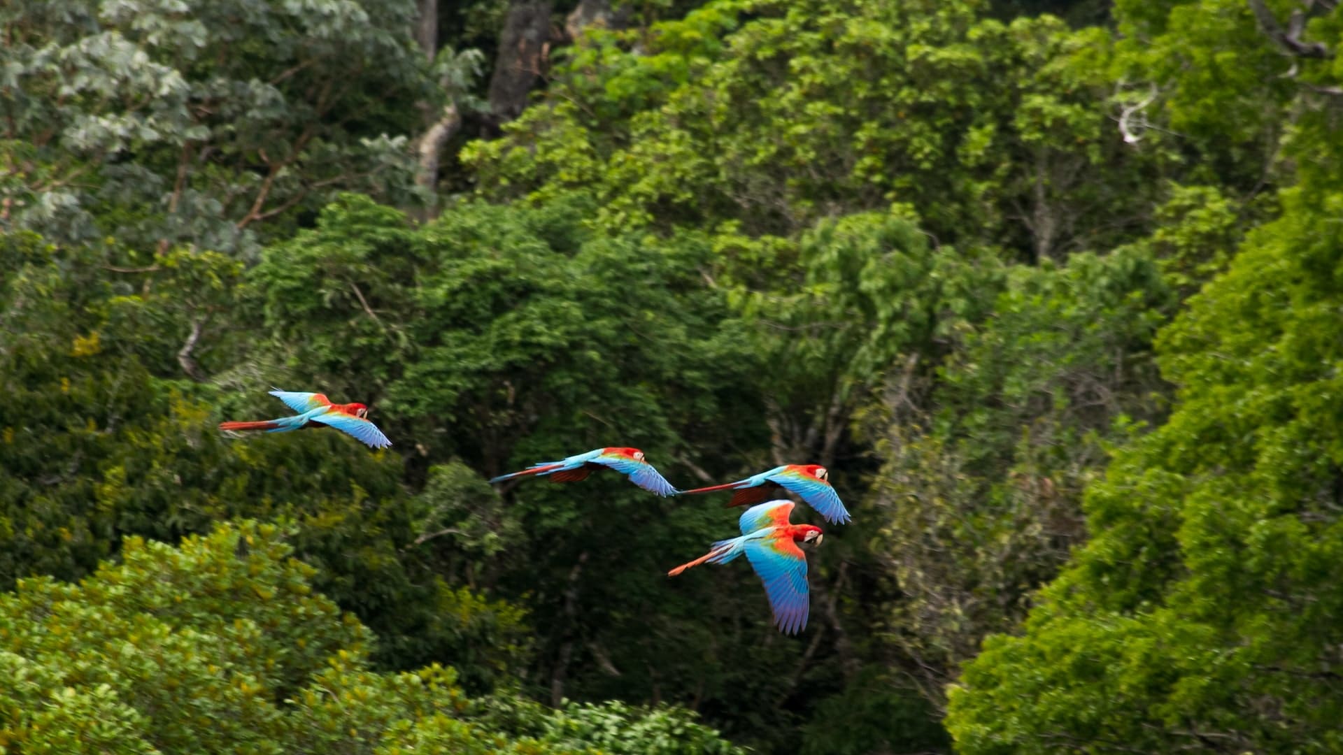 Visiting the  Rainforest in Brazil