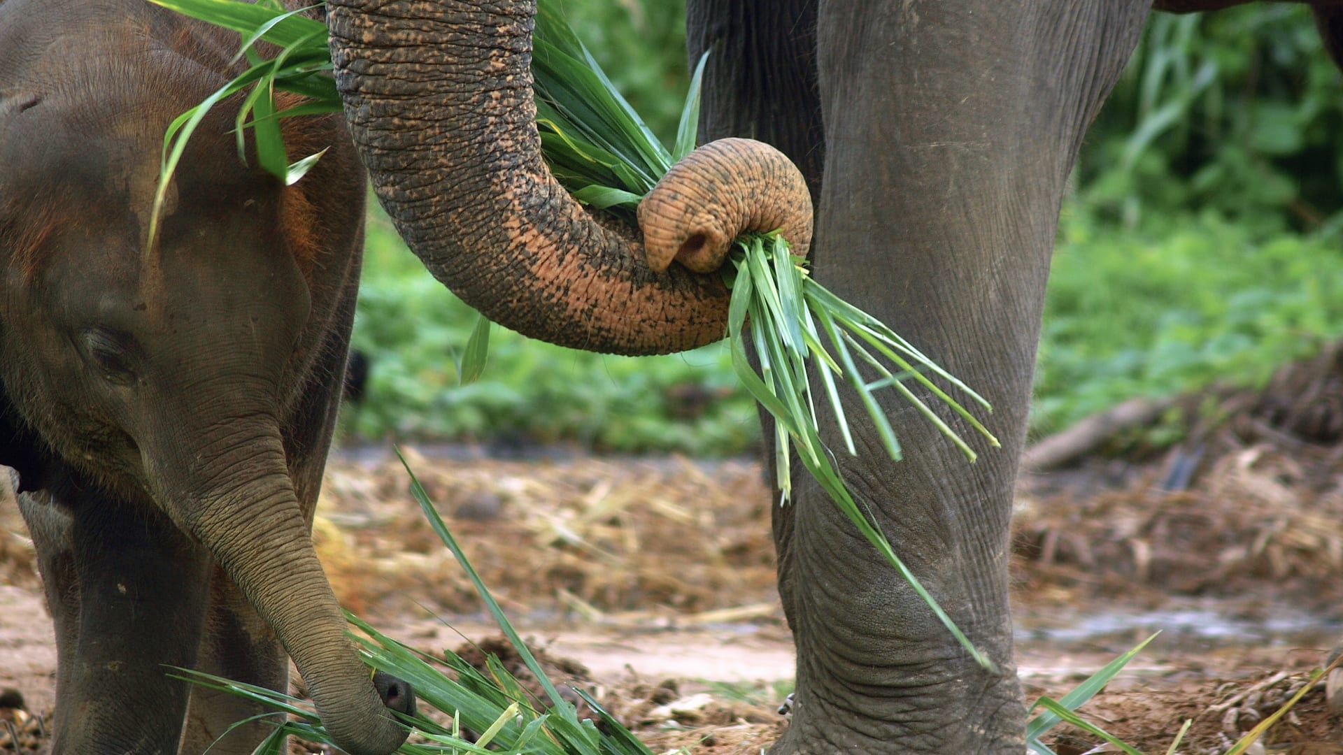 Close-up of a baby elephant feeding alongside an adult elephant holding fresh green grass with its trunk.