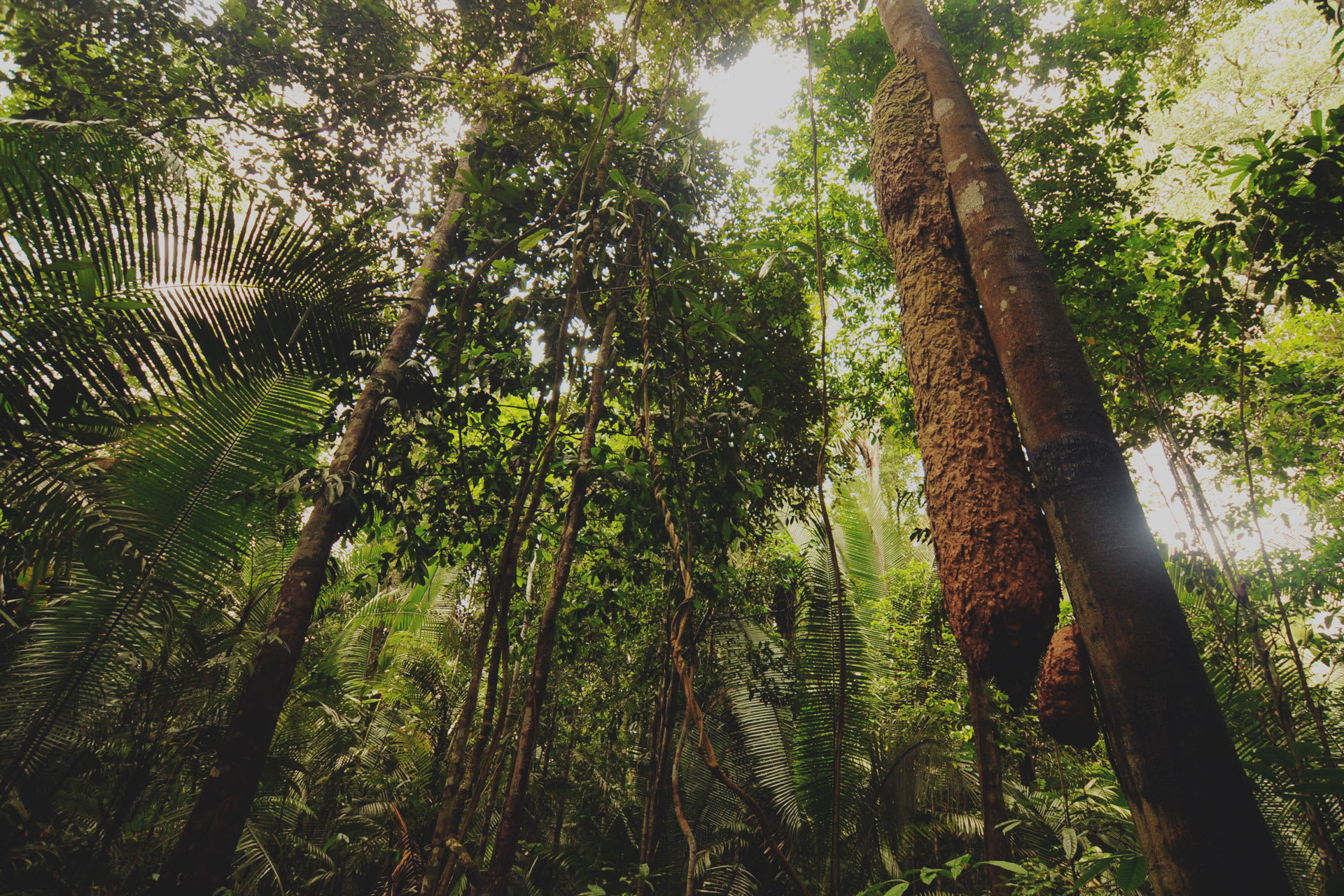 A low-angle view looking up into the dense, green canopy of a tropical Amazon rainforest, with tall trees and filtered sunlight