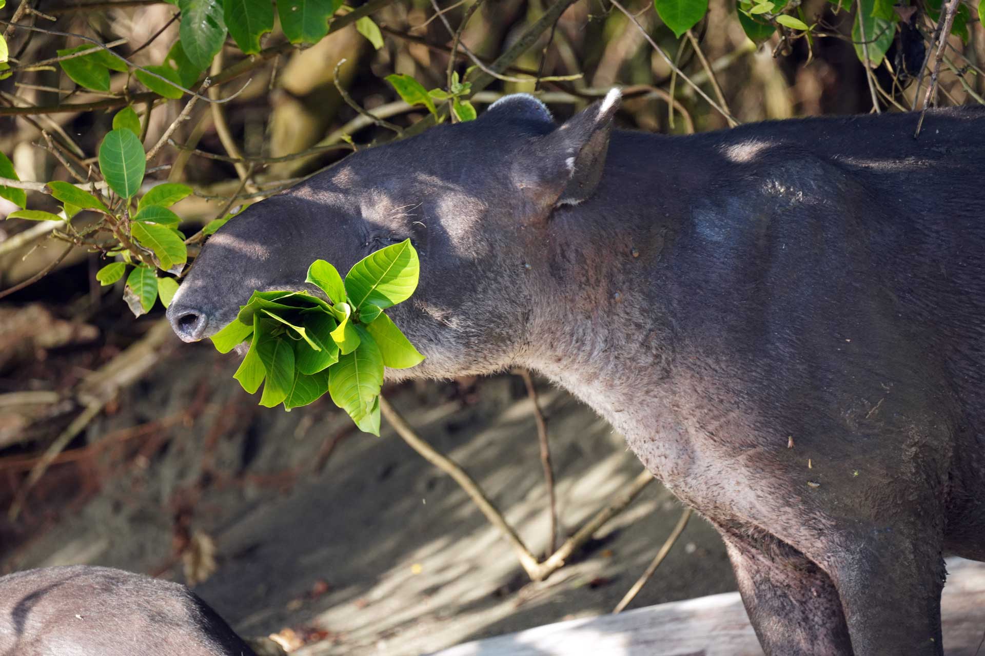 A Baird's Tapir with a large cluster of green leaves in its mouth, grazing in a forest.