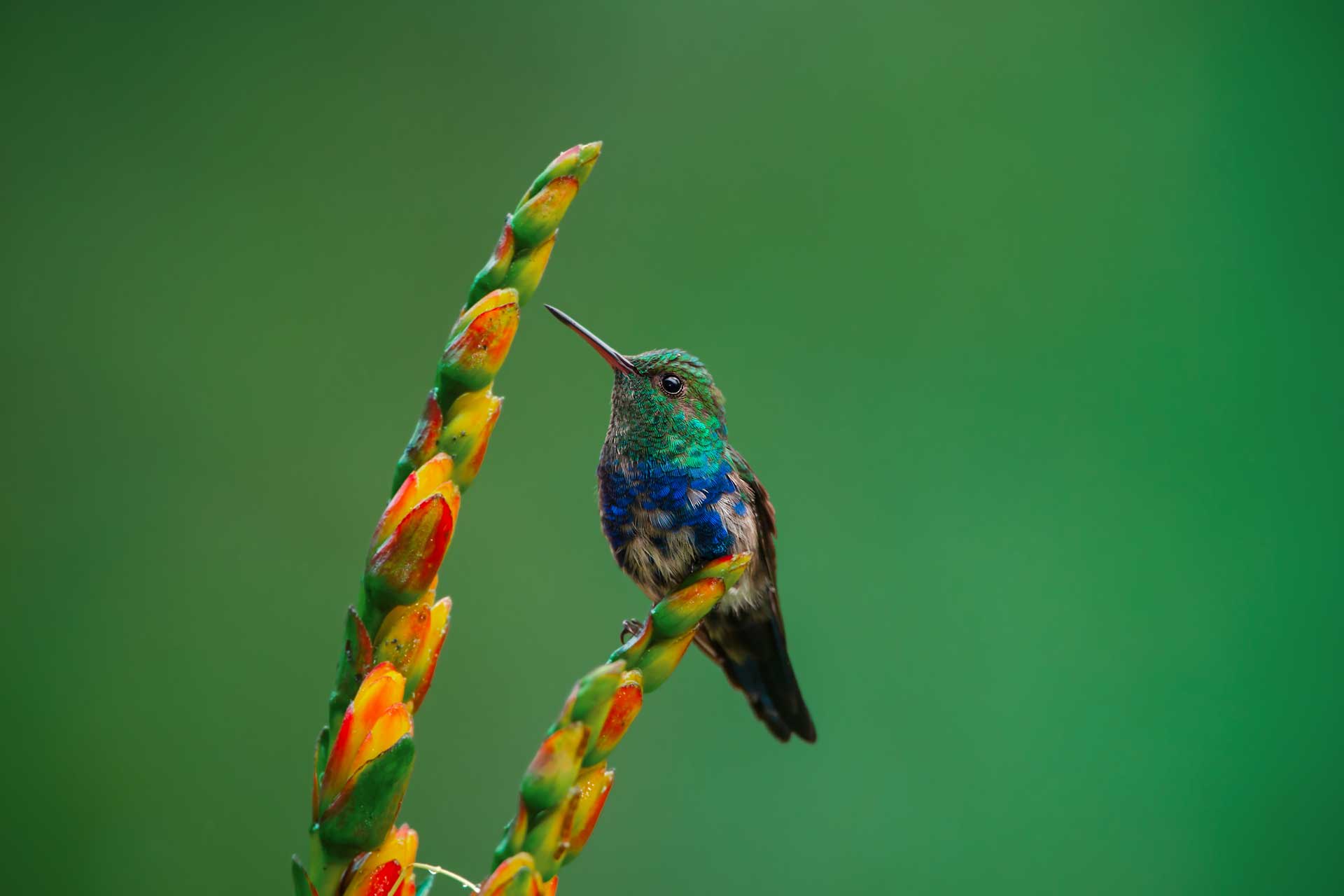 A vibrant Violet-bellied Hummingbird with green and blue plumage perched on a flowering plant.
