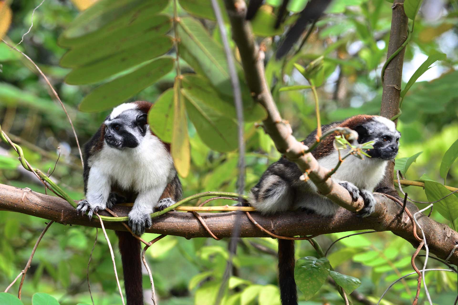Two Geoffrey's Tamarins with distinctive white faces and chests perched on a tree branch.