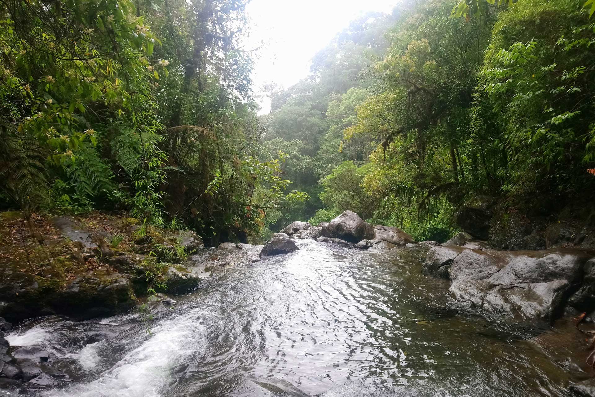 A rocky stream flows through a dense, lush rainforest canopy in Darién National Park.