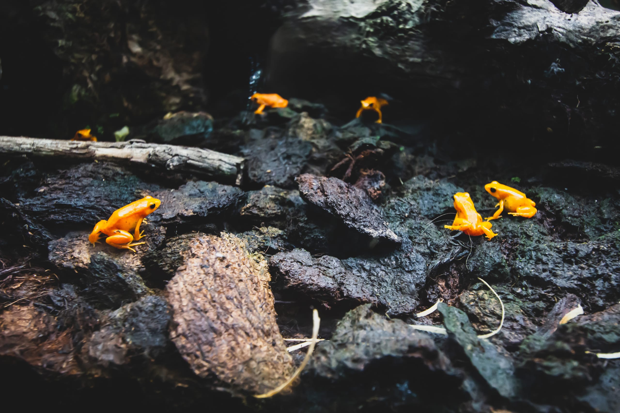 Golden Poison Frog