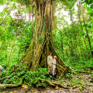 Ceiba Tree Amazon