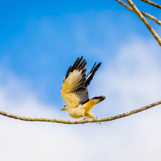 Hawk in the Amazon