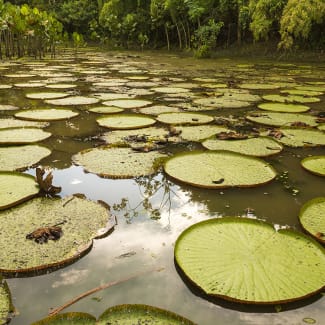 Lillies on surface of the water