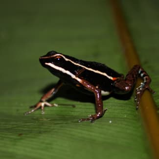 Small black frog on a leaf