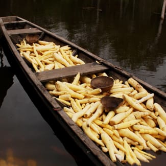 A wooden boat filled with cassava