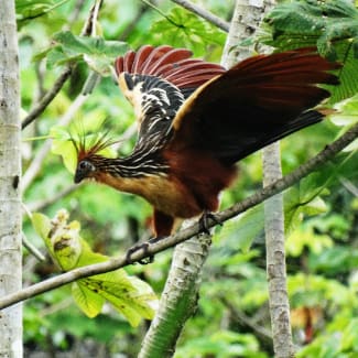 Hoatzin bird in the trees