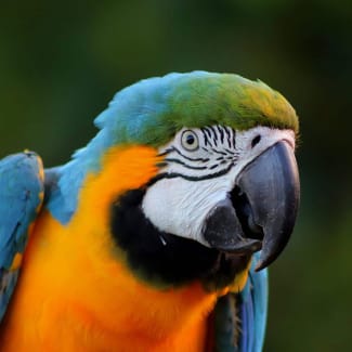A colorful Macaw