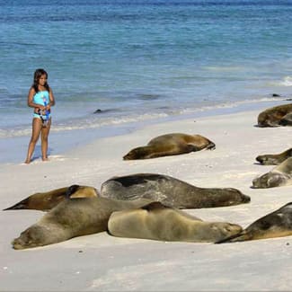 Galapagos Sea lions