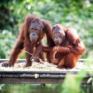 Orangutans