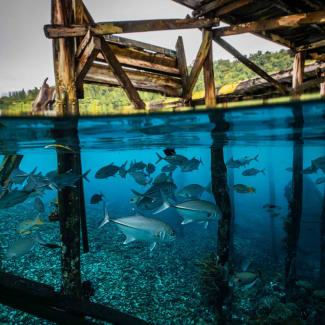 Fish under the stilted house