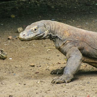 Komodo dragon