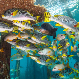 Group of fish underwater