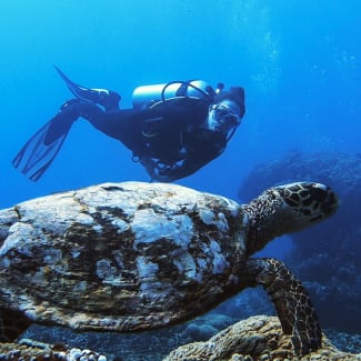 Diver and a turtle