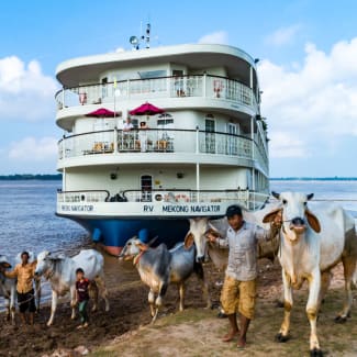 Cows at the river bank by the moored ship