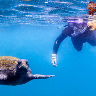 A person snorkelling next to a turtle