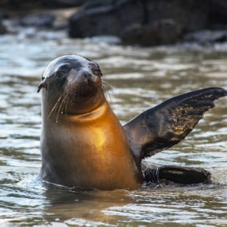 Sea lion in the water