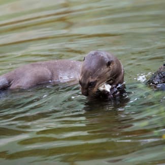 An Otter in the river