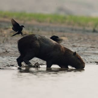 Capybara drinking water