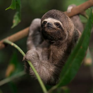 Sloth Peruvian Amazon