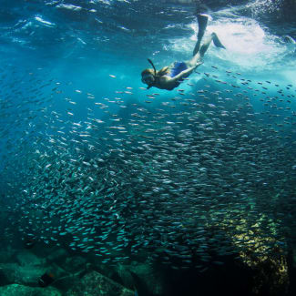 A woman snorkelling surrounded by fish