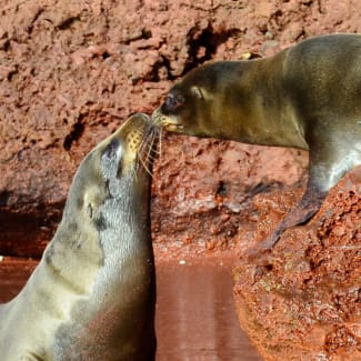 Two sea lions touching noses