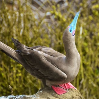 A bird with red feet and turquoise beak