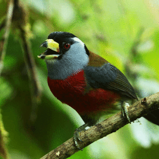 Barbet birdy