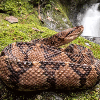 Large snake