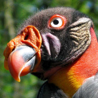 King vulture head