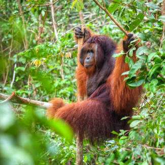 Orangutan on a tree